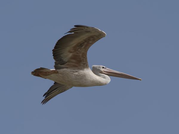 <h3><a href="/trips/gambia/biota/animalia/chordata/aves/015 pelecaniformes/005 pelecanidae/pelecanus onocrotalus/pelecanus onocrotalus-nl.html">Pelecanus&nbsp;onocrotalus</a> / Great&nbsp;white&nbsp;pelican / Roze&nbsp;pelikaan</h3>OM-1 Mark II met OLYMPUS M.150-400mm F4.5 TC, 1/2000 sec  bij F5.6, ISO 320, afstand 61.4&nbsp;m